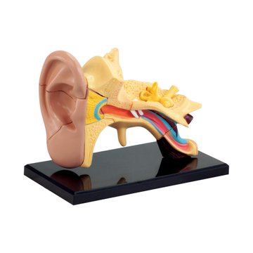 Модель анатомия уха Edu-Toys сборная, 7,7 см (SK012) SK012 фото