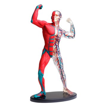 Модель мышц и скелета человека Edu-Toys сборная, 19 см (SK056) SK056 фото