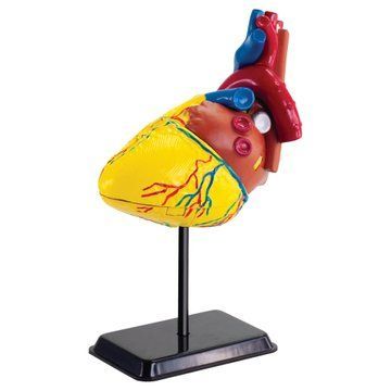 Модель сердца человека Edu-Toys сборная, 14 см (SK009) SK009 фото