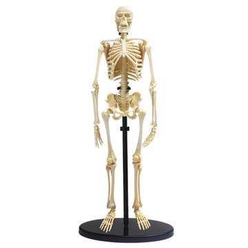 Модель скелета человека Edu-Toys сборная, 24 см (SK057) SK057 фото