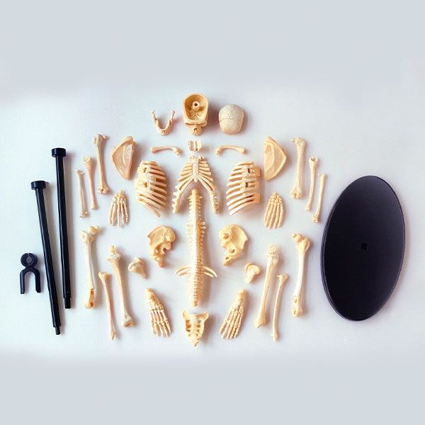 Модель кістяка людини Edu-Toys збірна, 24 см (SK057) SK057 фото