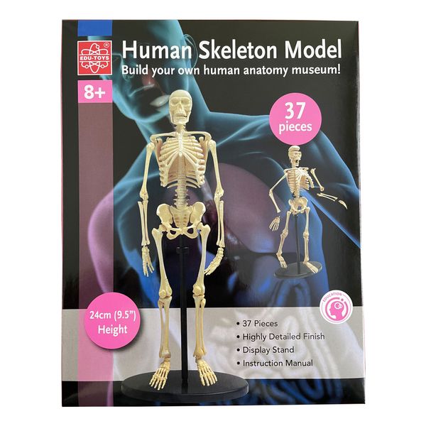 Модель кістяка людини Edu-Toys збірна, 24 см (SK057) SK057 фото