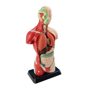 Анатомическая модель человека Edu-Toys сборная, 27 см (MK027) MK027 фото