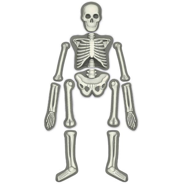 Набір для вивчення скелета людини 4M (00-03375) 00-03375 фото