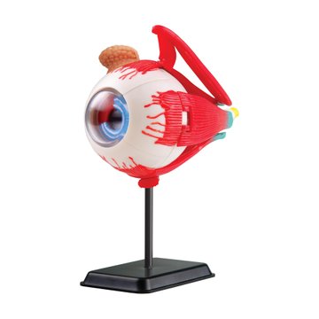 Модель очного яблука Edu-Toys збірна, 14 см (SK007) SK007 фото