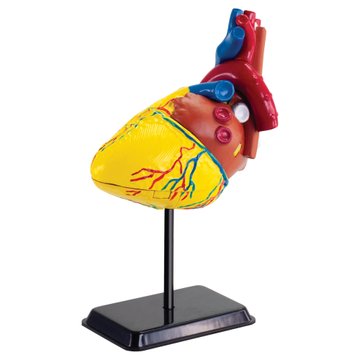 Модель серця людини Edu-Toys збірна, 14 см (SK009) SK009 фото