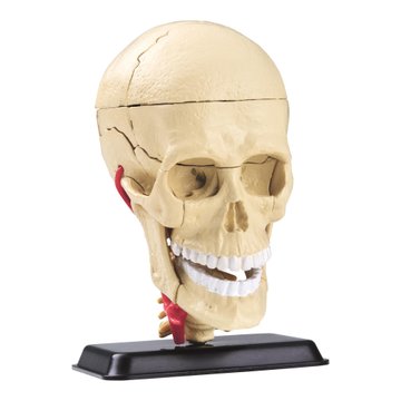Модель черепа с нервами Edu-Toys сборная, 9 см (SK010) SK010 фото
