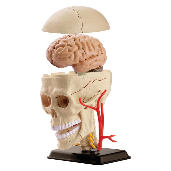 Модель черепа з нервами Edu-Toys збірна, 9 см (SK010) SK010 фото